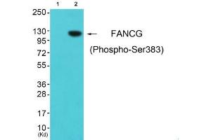Western blot analysis of extracts from cos-7 cells (Lane 2), using FANCG (Phospho-Ser383) Antibody. (FANCG antibody  (pSer383))