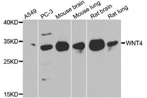 Western blot analysis of extracts of various cell lines, using WNT4 antibody. (WNT4 antibody)
