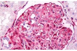 Anti-Galectin 1 antibody IHC staining of human kidney, glomeruli. (LGALS1/Galectin 1 antibody)