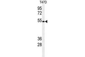 Western blot analysis of KTEL1 Antibody (C-term) in T47D cell line lysates (35µg/lane). (POGLUT1 antibody  (C-Term))