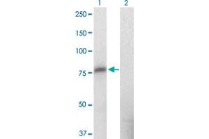 Western Blot analysis of ZNF41 expression in transfected 293T cell line by ZNF41 monoclonal antibody (M09), clone 2F1. (ZNF41 antibody  (AA 221-321))