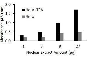 Transcription factor activity assay of Fra2 from nuclear extracts of HeLa cells or HeLa cells treated with TPA (50 ng/ml) for 3 hr with the  FRA-2 Activity Assay Kit. (FOSL2 ELISA Kit)