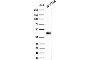 Western Blot Analysis of human HCT116 cell lysate using Cytokeratin 18 Mouse Monoclonal Antibody (KRT18/834). (Cytokeratin 18 antibody)