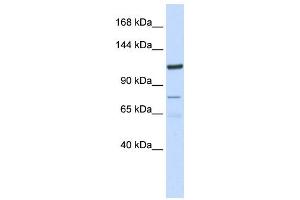 Western Blotting (WB) image for anti-Endosome/Lysosome-associated Apoptosis and Autophagy Regulator 1 (ELAPOR1) antibody (ABIN2459302) (ELAPOR1 antibody)