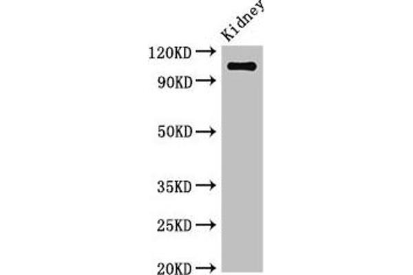 CD13 antibody  (AA 34-219)