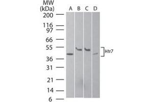 Western blot analysis of Htr7 in A) human brain, B) mouse brain, C) rat brain, and D) human SK-N-SH neuroblastoma cell lysate using Htr7 polyclonal antibody  at 2 ug/mL . (HTR7 antibody  (AA 13-28))