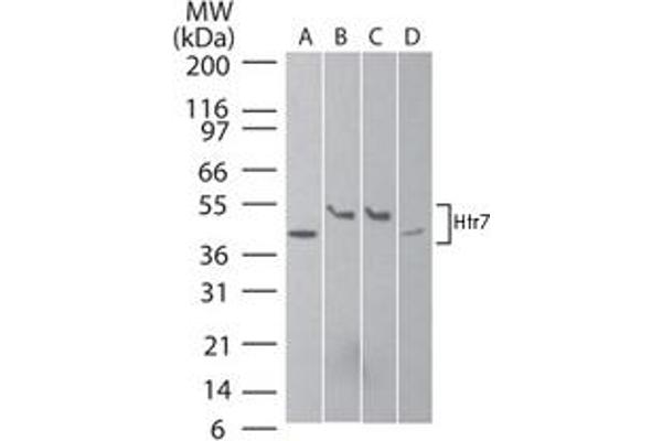 HTR7 antibody  (AA 13-28)