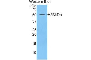 Western blot analysis of recombinant Mouse GZMB. (GZMB antibody  (AA 16-244))