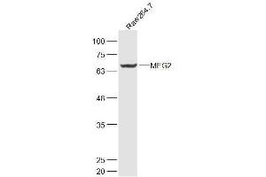 Raw264. (PTPN9 antibody  (AA 301-400))