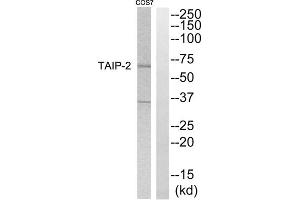 Western blot analysis of extracts from COS7 cells, using TAIP-2 antibody. (CSRNP3 antibody  (Internal Region))
