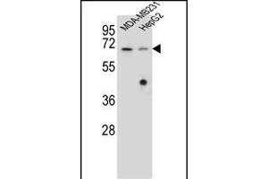 GLMN antibody  (C-Term)