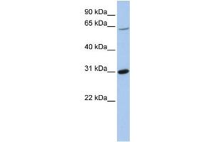 WB Suggested Anti-FRK  Antibody Titration: 0. (FRK antibody  (Middle Region))