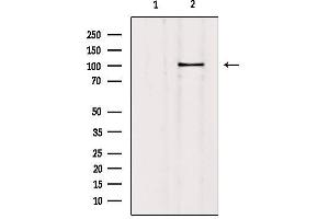 Western blot analysis of extracts from mouse brain, using SLC4A11 Antibody. (SLC4A11 antibody  (Internal Region))