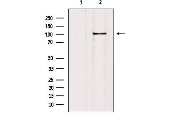 SLC4A11 antibody  (Internal Region)