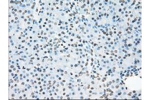 Image no. 10 for anti-P450 (Cytochrome) Oxidoreductase (POR) antibody (ABIN1497746) (POR antibody)