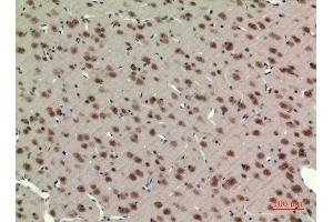 Immunohistochemistry (IHC) analysis of paraffin-embedded Rat Brain, antibody was diluted at 1:100. (ARNTL antibody  (Lys538))