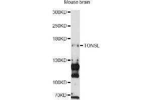 Western blot analysis of extracts of mouse brain, using TONSL antibody (ABIN6293687) at 1:3000 dilution.