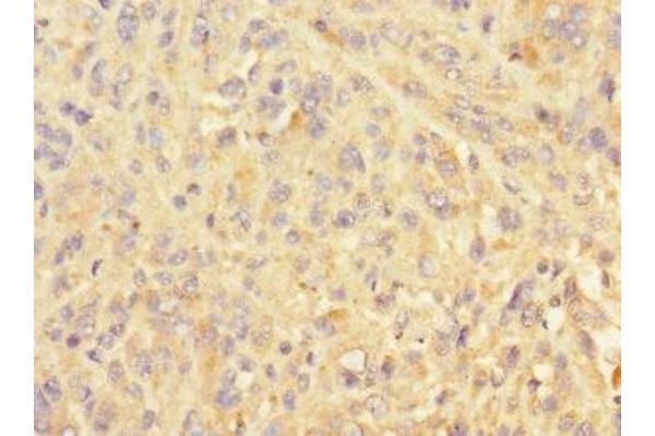 Pellino 3 antibody  (AA 1-280)
