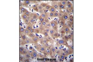 CDH19 Antibody (C-term) (ABIN656875 and ABIN2846076) immunohistochemistry analysis in formalin fixed and paraffin embedded human liver tissue followed by peroxidase conjugation of the secondary antibody and DAB staining. (CDH19 antibody  (C-Term))