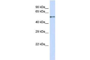 Western Blotting (WB) image for anti-Zinc Finger Protein 44 (ZNF44) (N-Term) antibody (ABIN2501467) (Zinc Finger Protein 44 antibody  (N-Term))