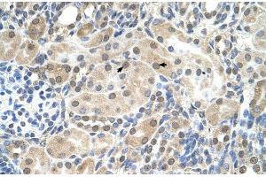 Human kidney (SLC9A9 antibody  (C-Term))