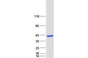 Validation with Western Blot