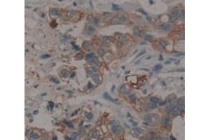 Figure. (EEF1G antibody  (AA 2-437))