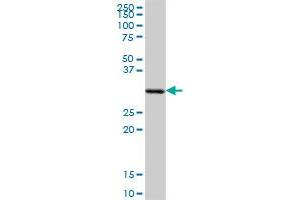SFXN1 MaxPab polyclonal antibody. (SFXN1 antibody  (AA 1-322))