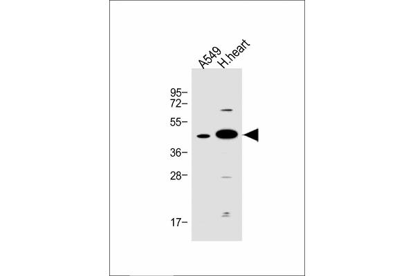 FSTL1 antibody  (C-Term)