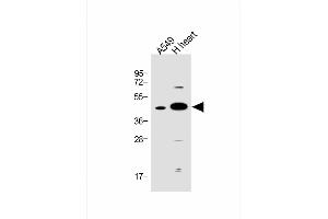 All lanes : Anti-FSTL1 Antibody (C-term) at 1:1000 dilution Lane 1: A549 whole cell lysate Lane 2: human heart lysate Lysates/proteins at 20 μg per lane.