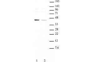 KLF6 pAb tested by Western blot. (KLF6 antibody  (Internal Region))