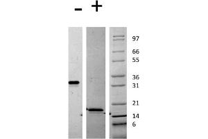 SDS-PAGE of Mouse Platelet Derived Growth Factor AA Recombinant Protein SDS-PAGE of Mouse Platelet Derived Growth Factor-AA Recombinant Protein. (PDGFA Protein)
