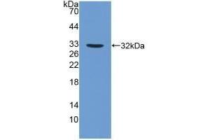 Detection of Recombinant FUCa1, Human using Polyclonal Antibody to Fucosidase Alpha L1, Tissue (FUCa1) (FUCA1 antibody  (AA 53-289))