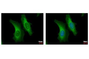 ICC/IF Image SERPINB6 antibody [N2C2], Internal detects SERPINB6 protein at cytoplasm by immunofluorescent analysis. (SERPINB6 antibody  (Internal Region))
