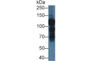 Western Blot; Sample: Human K562 cell lysate; Primary Ab: 1µg/ml Rabbit Anti-Human ILF3 Antibody Second Ab: 0. (Interleukin enhancer-binding factor 3 (ILF3) (AA 672-891) antibody)