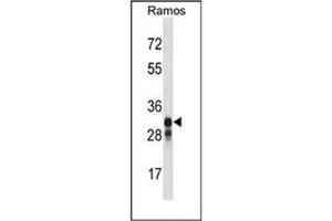 Western blot analysis of HLA-DMB Antibody (Center) in Ramos cell line lysates (35ug/lane).