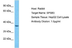 Host: Rabbit Target Name: SPSB3 Sample Type: HepG2 Whole Cell lysates Antibody Dilution: 1.