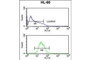 ATF7 Antibody (N-term) (ABIN1881079 and ABIN2842518) flow cytometric analysis of HL-60 cells (bottom histogram) compared to a negative control cell (top histogram). (ATF7 antibody  (N-Term))