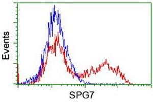 Image no. 2 for anti-Spastic Paraplegia 7 (SPG7) (AA 300-573) antibody (ABIN1491371) (SPG7 antibody  (AA 300-573))