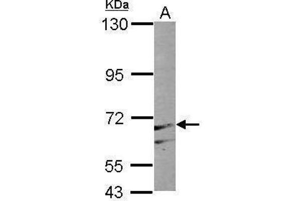 PAPSS1 antibody