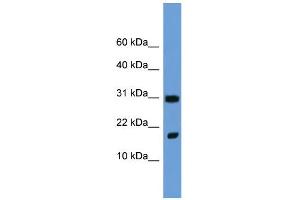 WB Suggested Anti-Fgf1 Antibody Titration:  0. (FGF1 antibody  (N-Term))