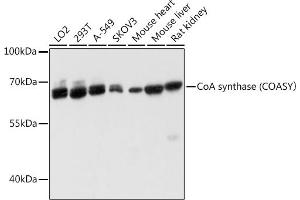 Western blot analysis of extracts of various cell lines, using CoA synthase (COASY) antibody (ABIN6130194, ABIN6138817, ABIN6138818 and ABIN6215774) at 1:3000 dilution. (COASY antibody  (AA 345-564))