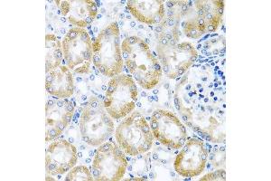 Immunohistochemistry of paraffin-embedded mouse kidney using GNRH2 antibody. (GnRH2 antibody  (AA 24-120))