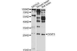 Western blot analysis of extracts of various cell lines, using DDIT3 antibody (ABIN5970052) at 1/1000 dilution. (DDIT3 antibody)