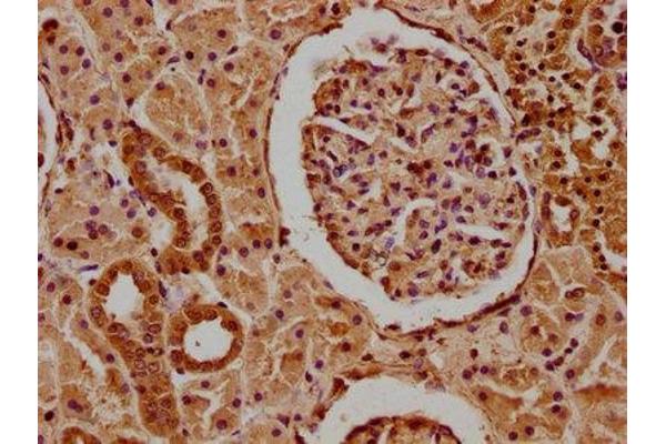 MCF2 antibody  (AA 705-925)