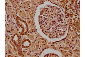 IHC image of ABIN7166480 diluted at 1:100 and staining in paraffin-embedded human kidney tissue performed on a Leica BondTM system. (MCF2 antibody  (AA 705-925))