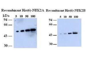 Western blot showing Anti-NEK2 on recombinant His (6) (NEK2 antibody  (AA 282-295))