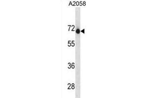 ENDOD1 anticorps  (AA 255-284)