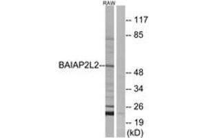 Western blot analysis of extracts from RAW264. (BAIAP2L2 antibody  (AA 111-160))