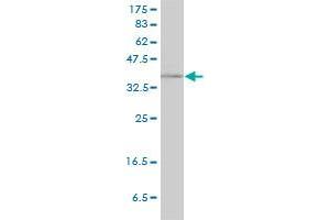 RAD51C antibody  (AA 1-134)